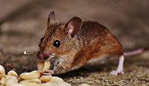 24 Hour & Emergency Exterminators in Lonepine, MT